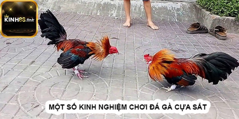 Đá gà cựa sắt là gì?